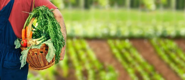 Vegetales Bio Alimentos Saludables Verduras Orgánicas Sobre Campos Verdes Agrícolas — Foto de Stock