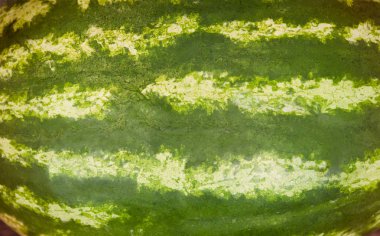 Karpuz kabuklu. Karpuz kabuklu çizgili, yakın çekim.