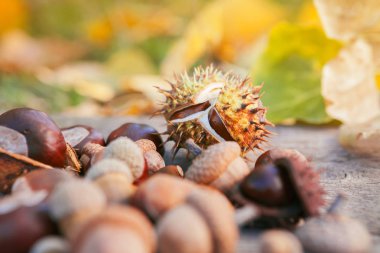Farklı kestane ve meşe palamutları ahşap yüzey üzerinde