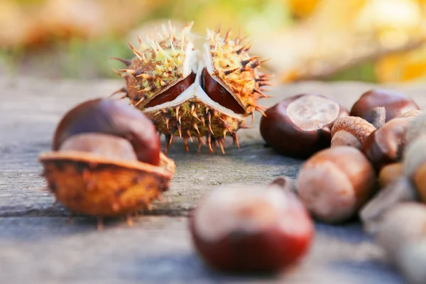 Castañas Indias Con Bellotas Otoño Fondo Cálido — Foto de Stock