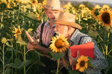 İki çiftçi, ayçiçeği bitkisini incelemek için büyüteç kullanıyor.