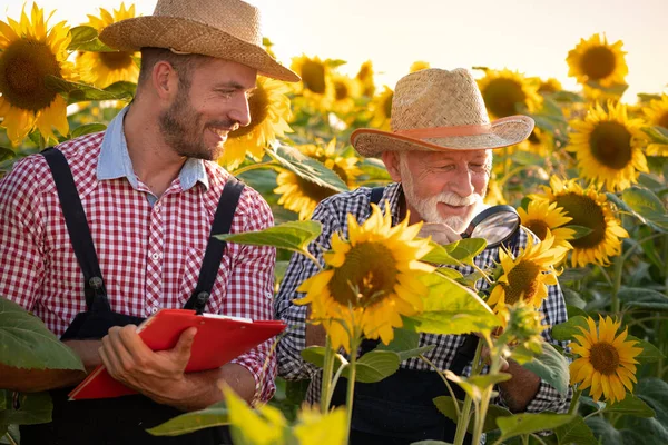 Dwóch Rolników Stojących Polu Słonecznika Patrzących Uwagę Badają Słonecznik Zachodzie — Zdjęcie stockowe