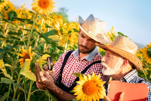 Młody Człowiek Pokazuje Słonecznik Starszemu Rolnikowi Farmie — Zdjęcie stockowe