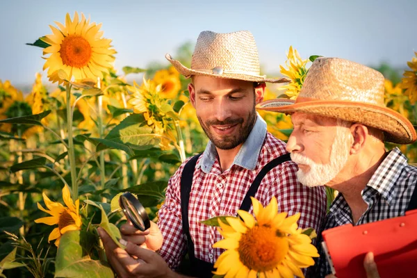 Rolnicy Sprawdzają Słonecznik Terenie Używając Szkła Powiększającego Wykrywania Chorób Lub Zdjęcie Stockowe