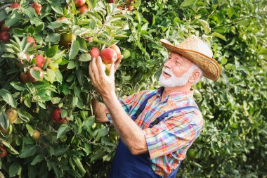 Kıdemli adam elma bahçesinden elma topluyor.