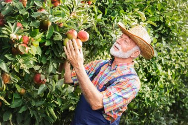 Elma bahçesindeki ağaçtan elma toplayan kıdemli çiftçiler