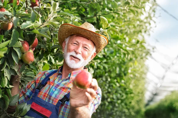 Feliz Agricultor Senior Demuestra Con Orgullo Producción Ecológica Manzanas — Foto de Stock