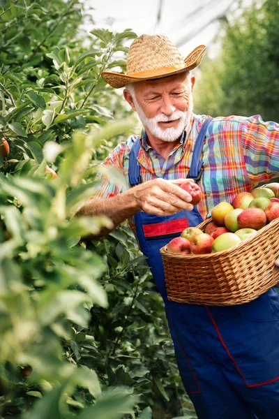 Senior Man Plukken Appels Zijn Boomgaard Hij Onderzoekt Productie Van — Stockfoto