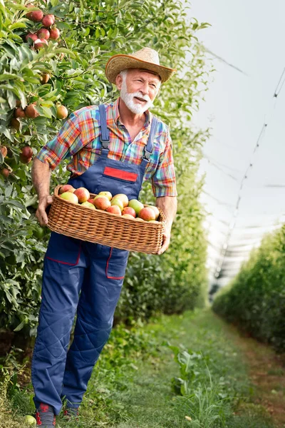 Agricultor Senior Lleva Manzanas Través Huerto Imagen de archivo