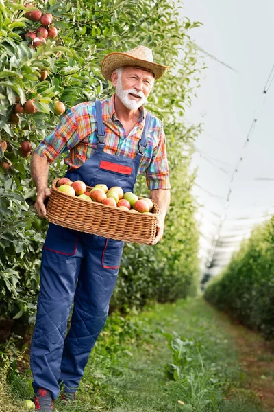 Agricultor Sênior Carrega Maçãs Através Pomar Imagem De Stock