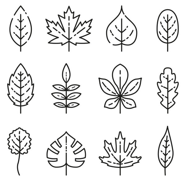 Vector illustration of outline isolated leaves icons