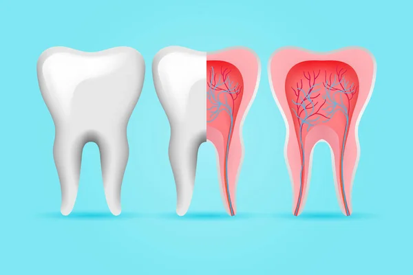 Set Denti Interni Esterni — Vettoriale Stock