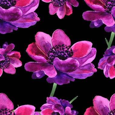  Güzel mor çiçek. Tam çiçek Anemone adıdır. Sorunsuz arka plan.