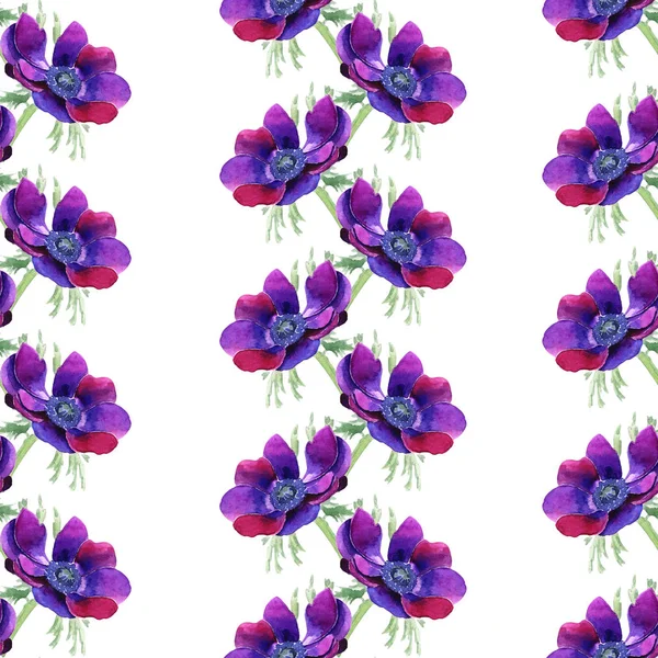 Bellissimo fiore viola. Il nome completo del fiore è Anemone. Priorità bassa senza giunte. — Foto Stock