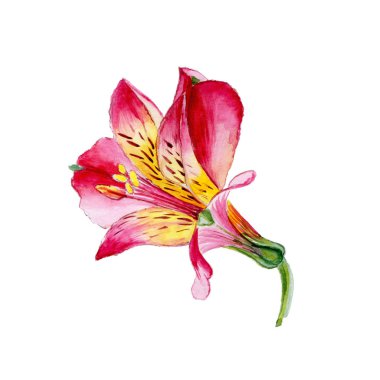 Beyaz arka plan üzerinde izole güzel çiçek. Suluboya, doğa