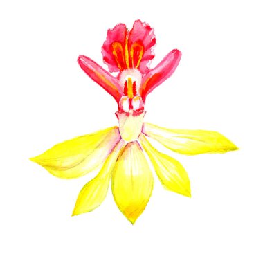 Beyaz arka plan üzerinde izole güzel çiçek. Suluboya, doğa