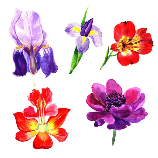 Hand painted floral elements set. Watercolor botanical illustration of  tulip, orhid, anemone flowers and leaves. Natural objects isolated on white background — Stock Photo, Image