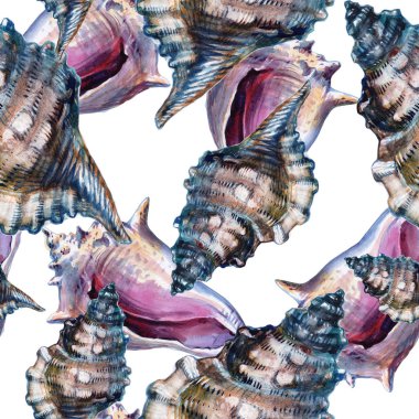 Deniz kabuğu beyaz arka planda kesintisiz duvar kağıdı. Suluboya - illüstrasyon