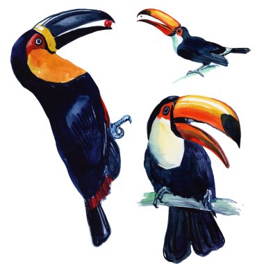 Toucan tropik kuş yapılan suluboya. Beyaz bir arka plan üzerinde yabani kuş. Set tasarımı için