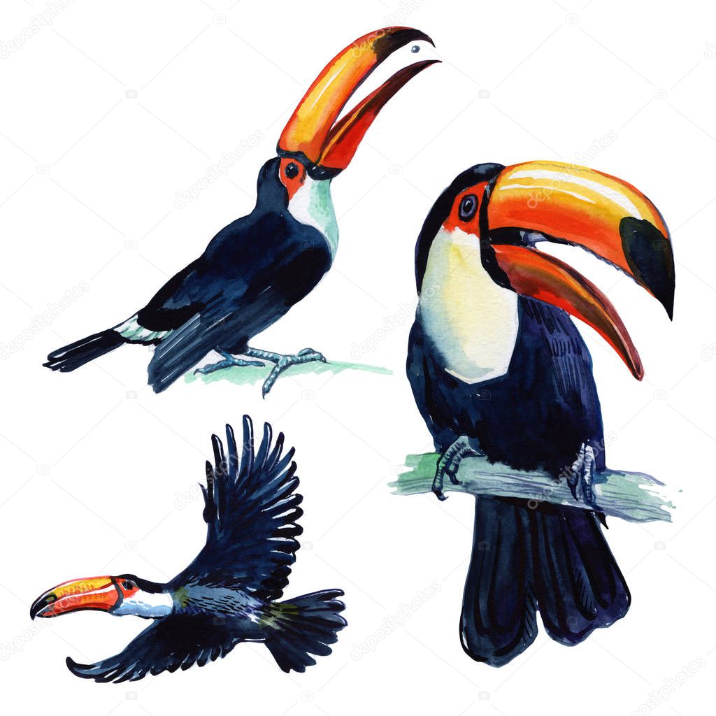 Toucan Tropical Bird Made in watercolor. Wild bird on a white background. Set for design