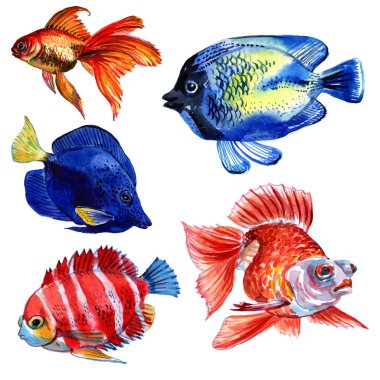 Beyaz arka plan üzerinde izole Deniz balığı. Egzotik balık kümesi.