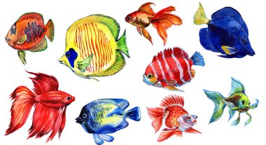 Beyaz arka plan üzerinde izole Deniz balığı. Egzotik balık kümesi.