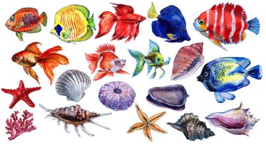 Beyaz arka plan üzerinde izole Deniz balığı. Egzotik balık kümesi.