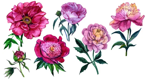 Flower peony. Hand painted watercolor. A set of flowers. The foundation