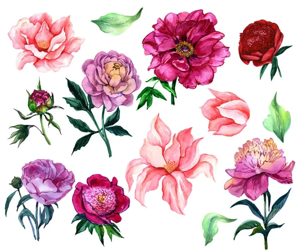 Flower peony. Hand painted watercolor. A set of flowers. The foundation
