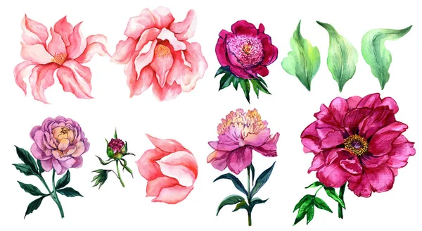 Flower peony. Hand painted watercolor. A set of flowers. The foundation