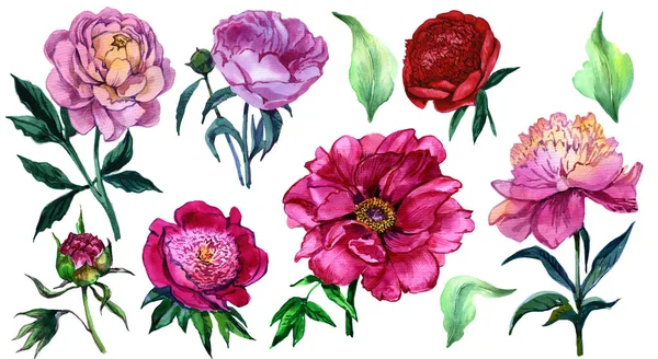 Peonia da fiore. Acquerello dipinto a mano. Un mazzo di fiori. La fondazione — Foto Stock