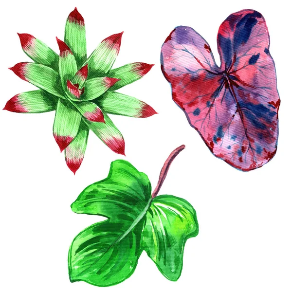 Τροπική Χαβάη φύλλα σε στυλ υδατογραφίας. Ακουαρέλα άγριο λουλούδι για φόντο, υφή, μοτίβο περιτύλιγμα, πλαίσιο ή στα σύνορα. -Εικονογράφηση Εικόνα Αρχείου
