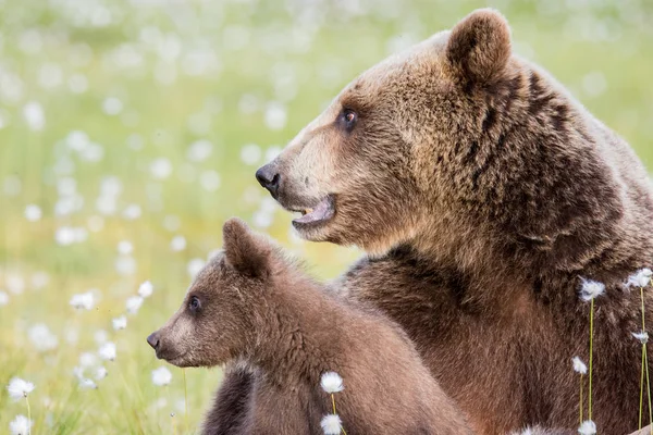 Бурый Медведь Мать Детеныш Хлопковой Траве — стоковое фото