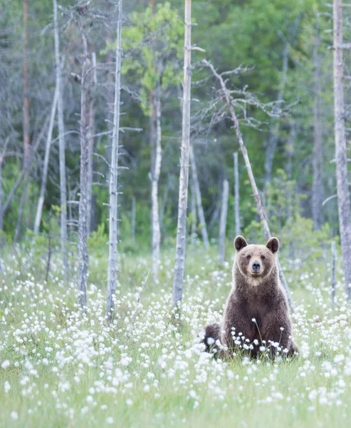 Urso Marrom Senta Assistir — Fotografia de Stock