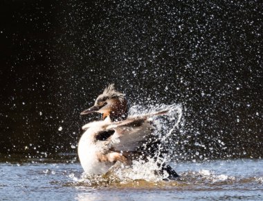 Bahri ve su oyunları büyük tepeli