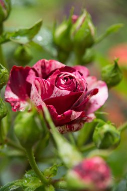 Palyaço rosen ve bir bud