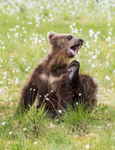Детеныш Бурого Медведя — стоковое фото