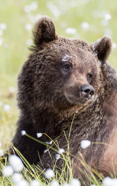 Коричневый Медведь — стоковое фото