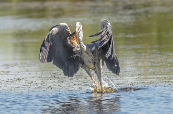 Garça Cinzenta Com Peixe — Fotografia de Stock