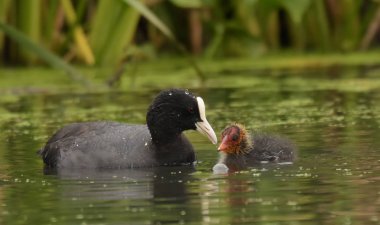 Sakarmeke ile genç bir