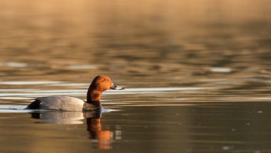 patka ve erken gündoğumu