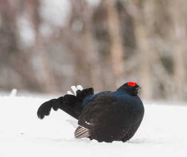 Bahar içinde kara orman tavuğu, 