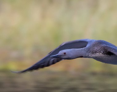 Kızıl gerdanlı dalgıç sinek tarafından