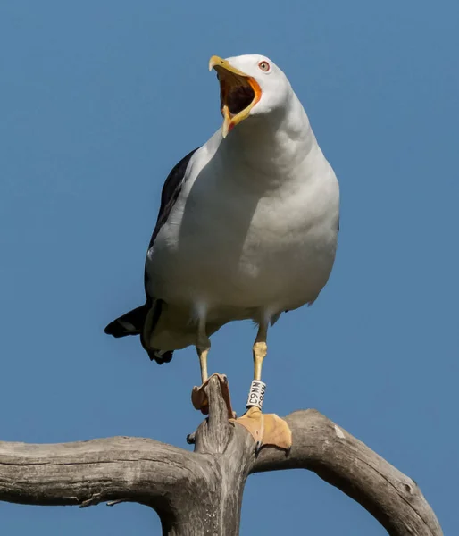 Große Möwe Kreischt Sonnigem Und Warmem Sommertag — Stockfoto