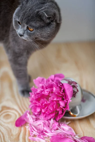 kedi ve çiçekler. İngiliz