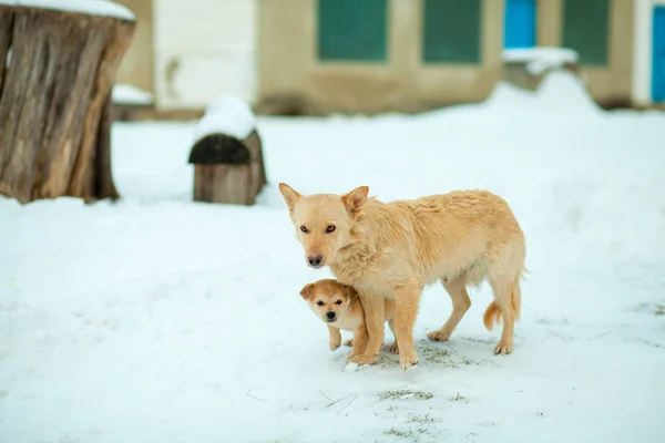 Gün boyunca serinlemek için sokakta yavru köpeklerle kal. Brown, hayvan, portre