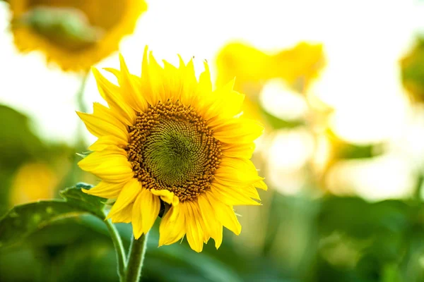 Gün batımında çiçek açan ayçiçeği tarlası.