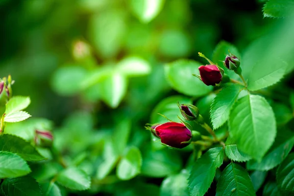 Rose Knoppar Trädgården Över Naturliga Bakgrund — Stockfoto