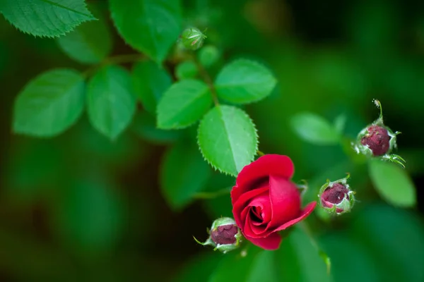 Bourgeons Roses Dans Jardin Sur Fond Naturel — Photo