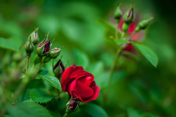 Bourgeons Roses Dans Jardin Sur Fond Naturel — Photo